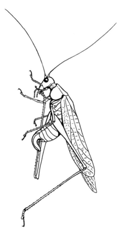 Fork Tailed Bush Katydid Coloring Page